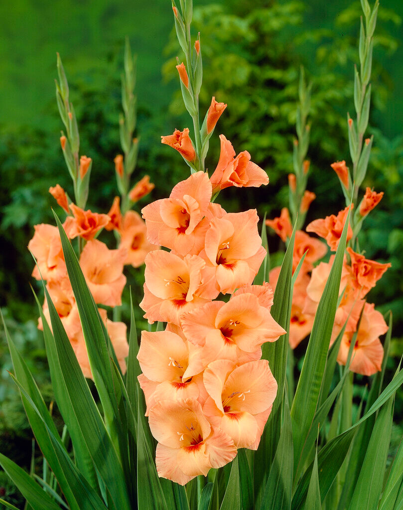 Gladiolus Peter Pears 10-pakning